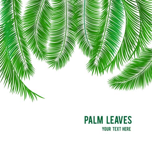 Banner de fondo de palmera tropical vector