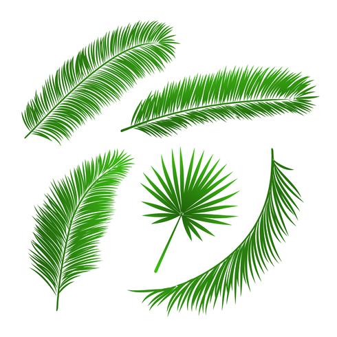 Collection of palm tree leaves vector