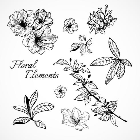 Set of floral elements vector