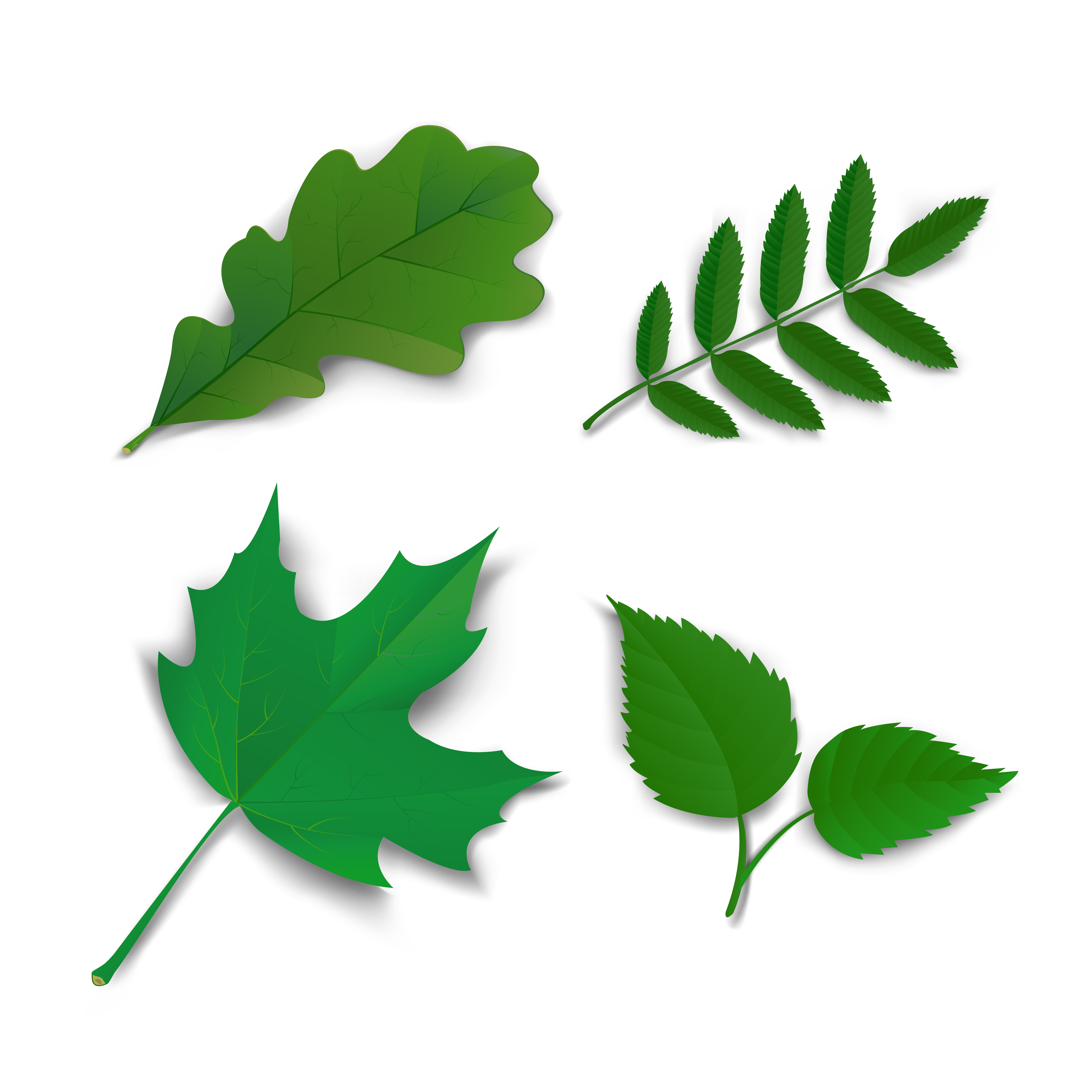 Download Summer oak maple ash birch leaves - Download Free Vectors ...