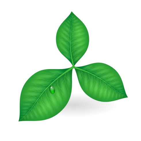 Green leaves symbol vector