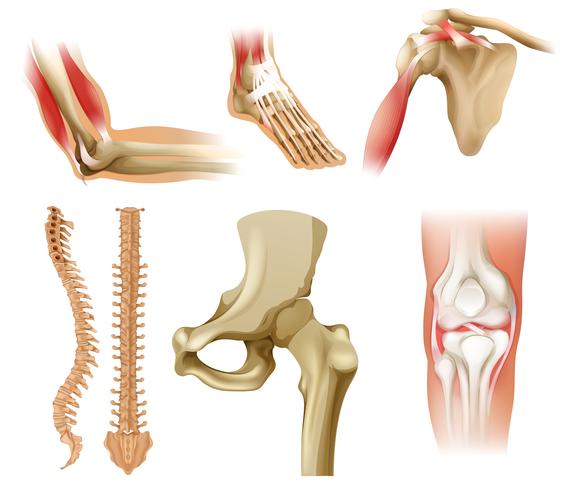 Different human bones vector