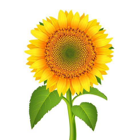 Sunflower with pedicle vector