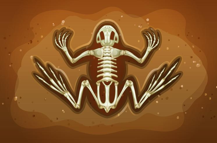 Fossil vector