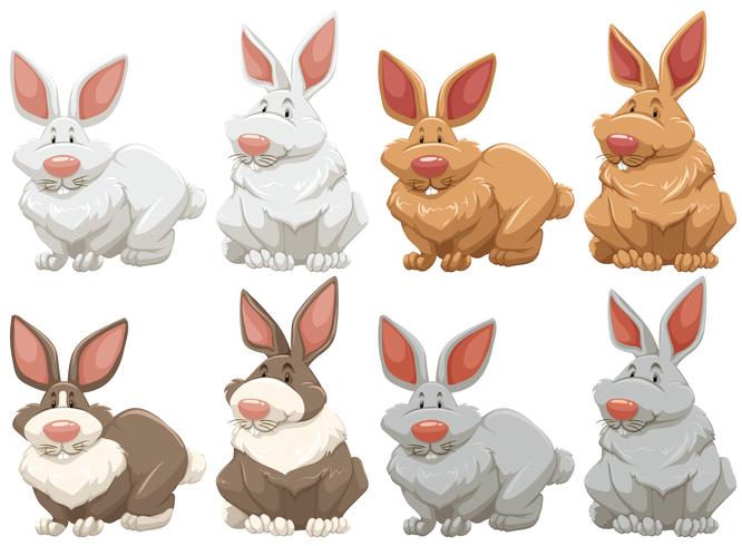 Rabbits vector