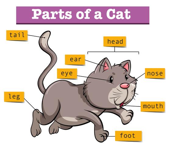 Diagram showing parts of cat vector