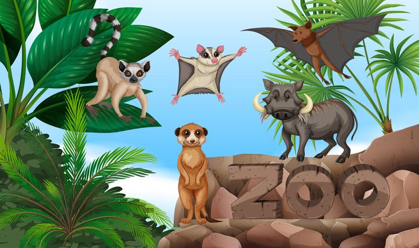 Diferentes tipos de animales salvajes en el zoológico. vector