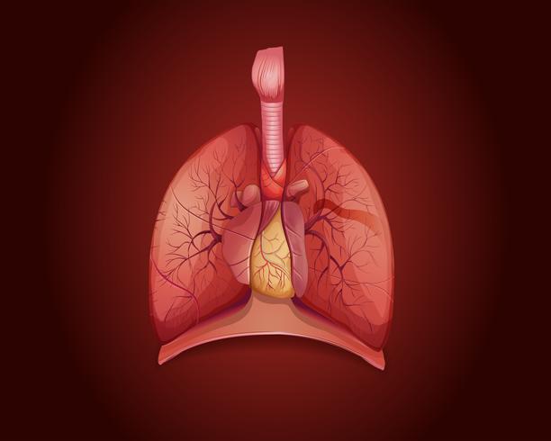 Diagram showing lungs with disease vector