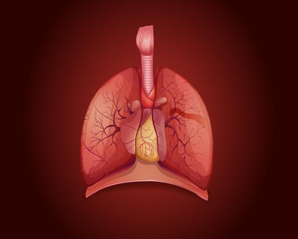 Diagrama que muestra los pulmones con enfermedad. vector