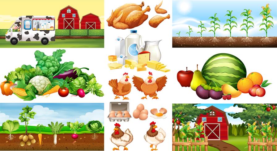 Escenas de la granja con verduras y pollos. vector