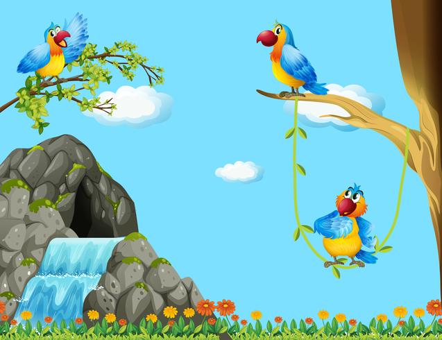 Three parrots living by the cave vector