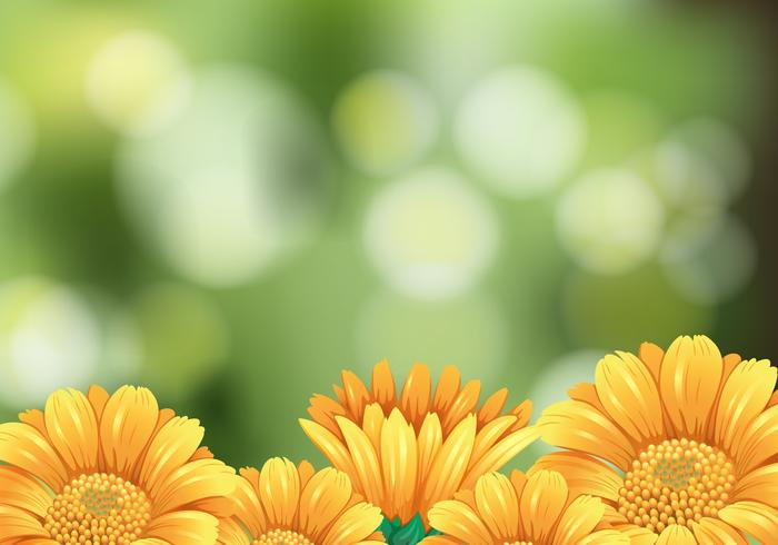 Background scene with yellow flowers in garden