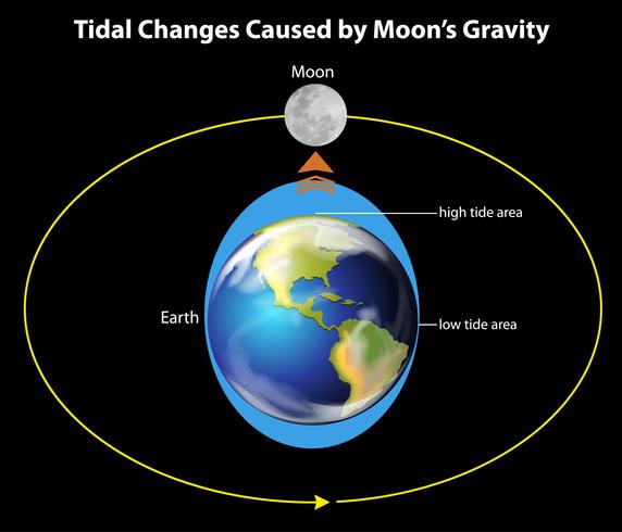 Tidal movements on Earth vector