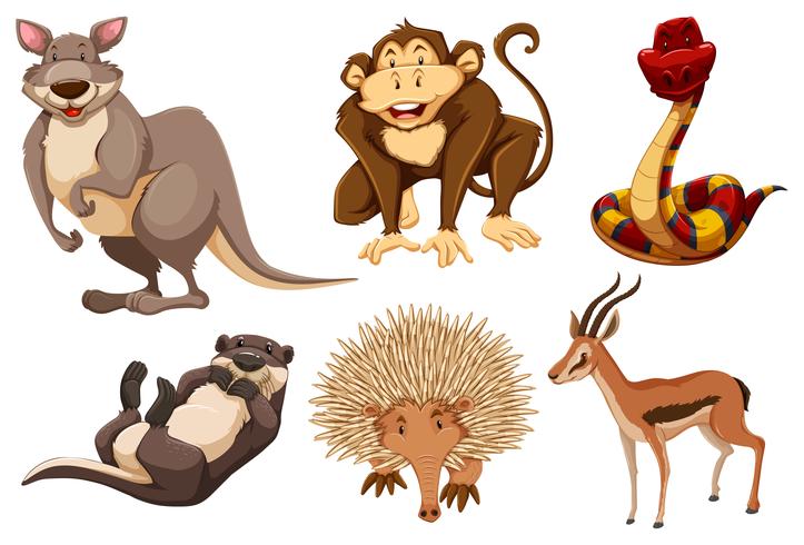 Conjunto de animales salvajes vector