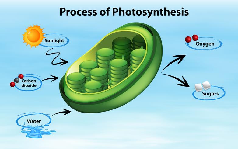 Diagrama que muestra el proceso de fotosíntesis. vector