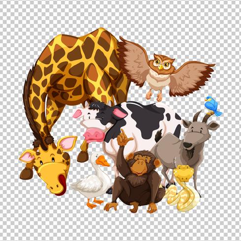 Muchos animales salvajes sobre fondo transparente vector