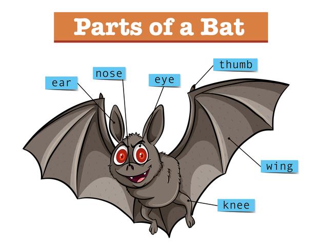 Diagram showing parts of bat vector