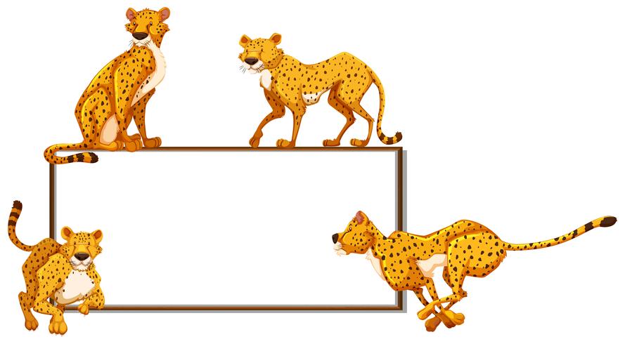 Whiteboard and many cheetahs vector