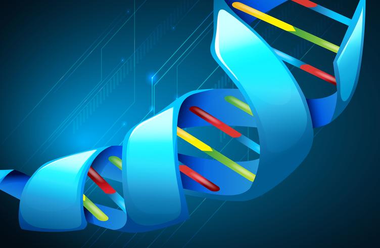 Deoxyribonucleic acid vector