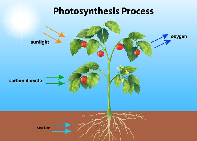 Photosynthesis vector