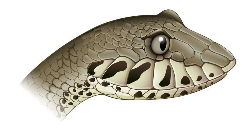 Death adder vector