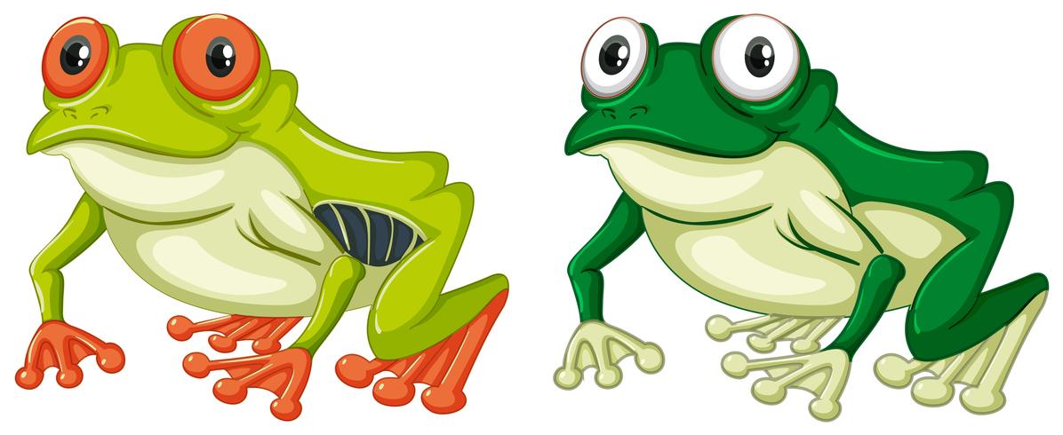 Two green frogs on white background vector