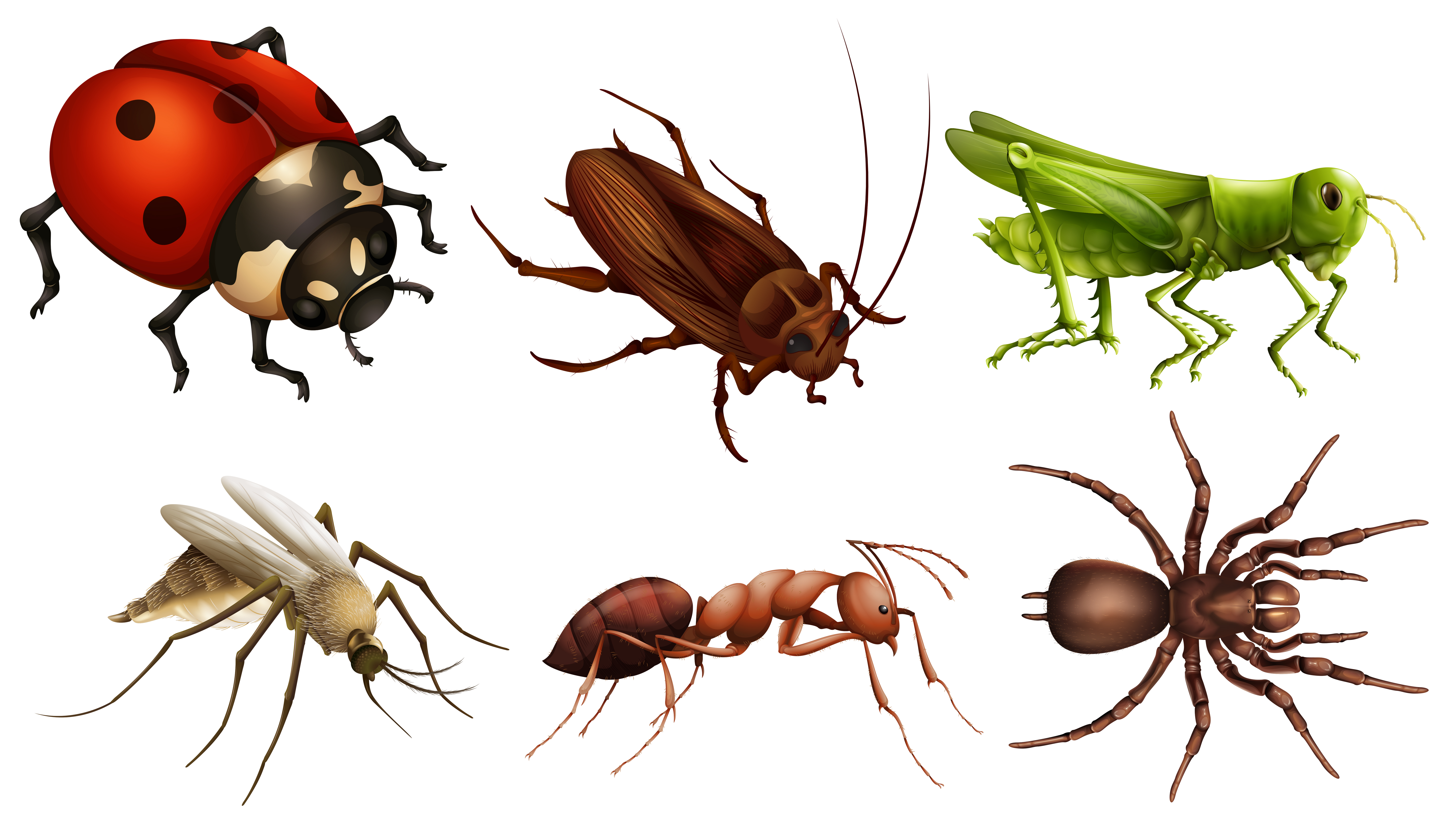 Different insects 431109 Vector Art at Vecteezy