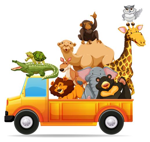 Wild animals on pick up truck vector