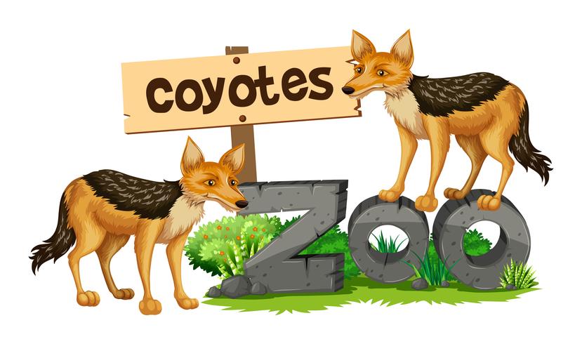 Coyotes en el cartel del zoológico. vector