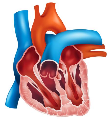 Corte transversal del corazón vector