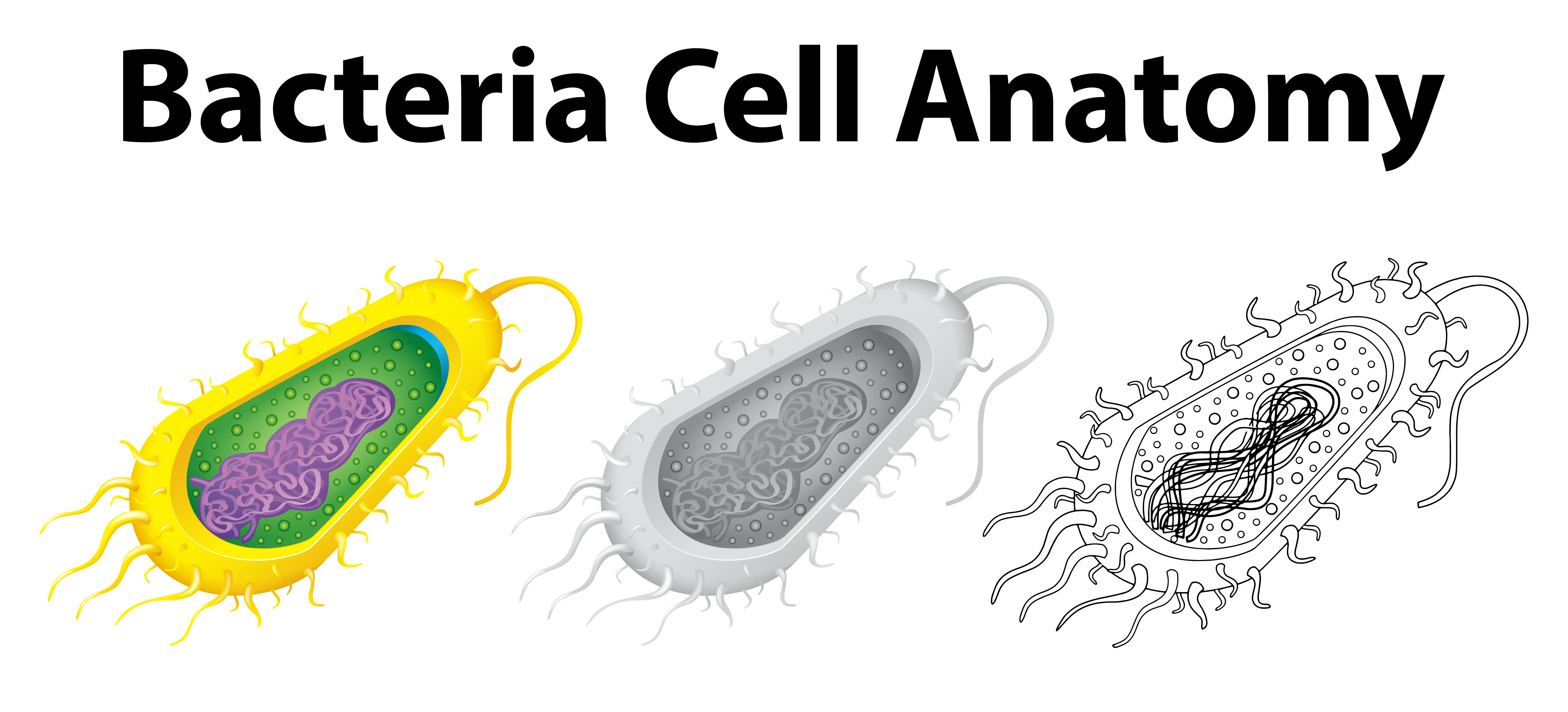 Bacterial Cell Anatomy In Flat Vector Modern Labeling Structures On A ...