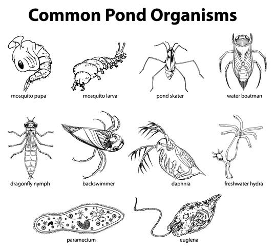 Common pond organisms vector