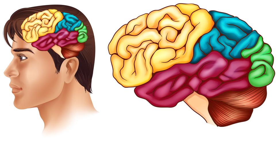 Diagrama que muestra diferentes partes del cerebro humano vector