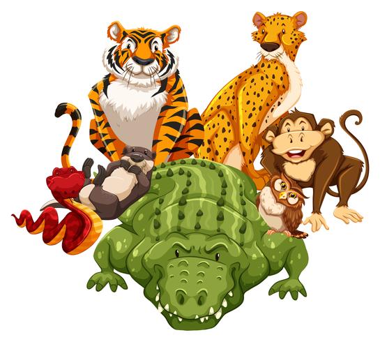 Animals vector