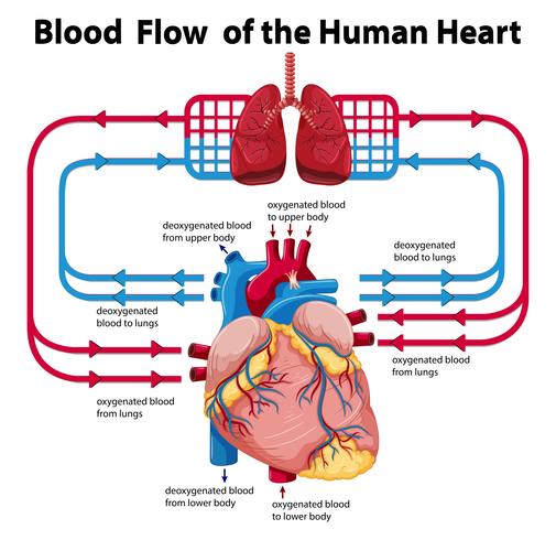 Diagrama que muestra el flujo de sangre del corazón humano vector