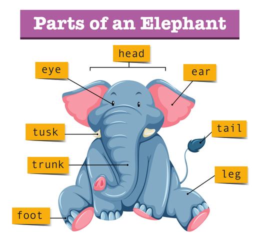 Diagrama que muestra partes de elefante vector