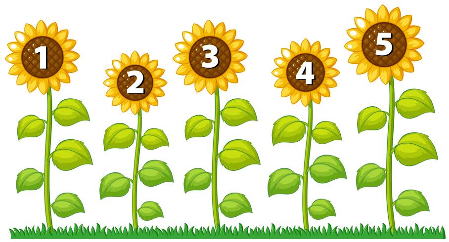 Number one to five on sunflowers vector