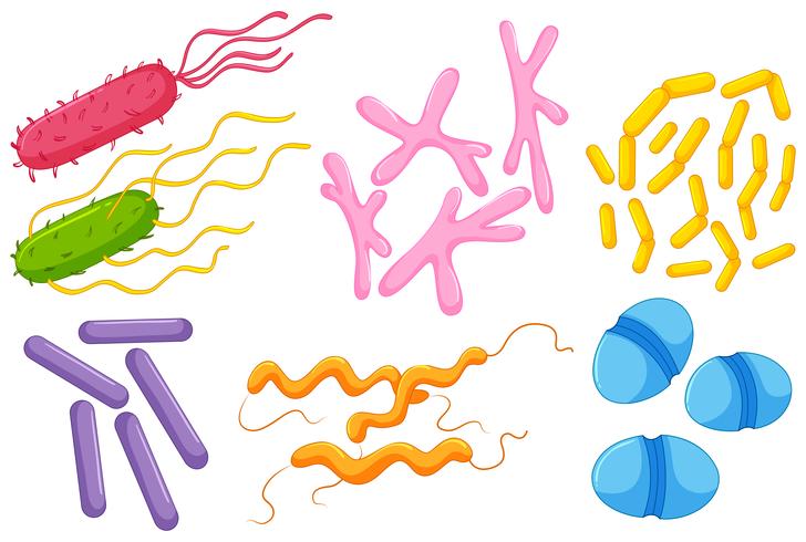 Diferentes tipos de bacterias en los intestinos. vector