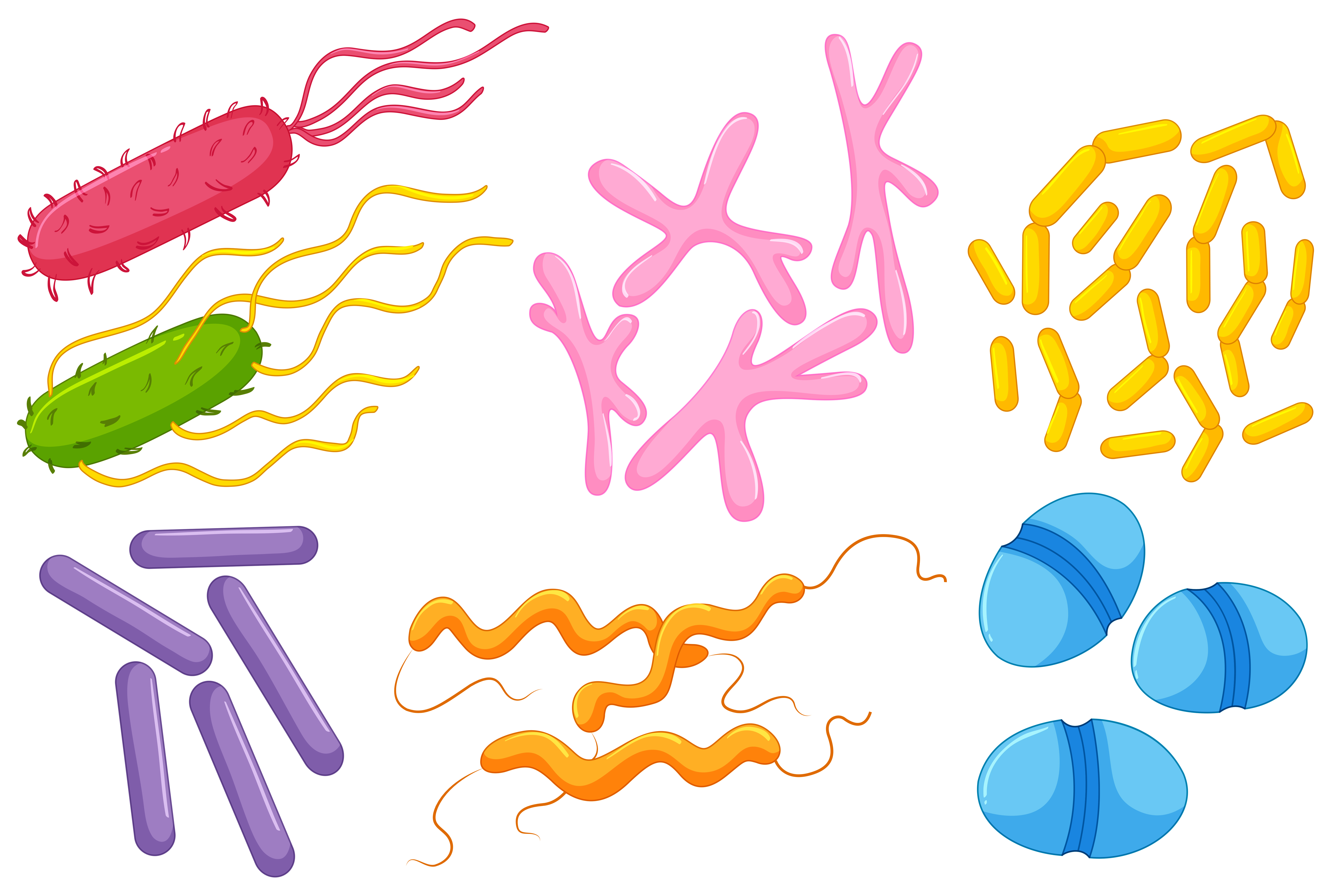 Bacterias intestinales malas