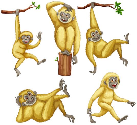 Gibbon vector