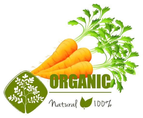 Carrots vector