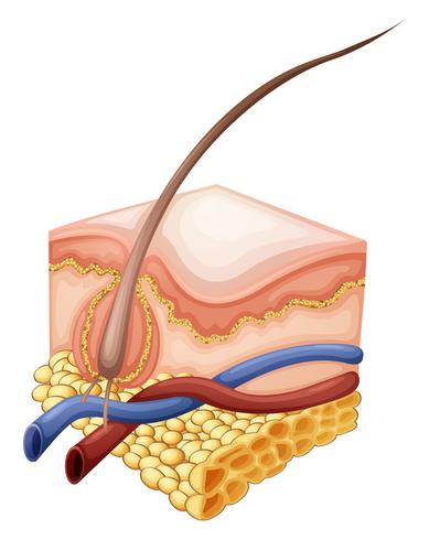 Epidermis vector