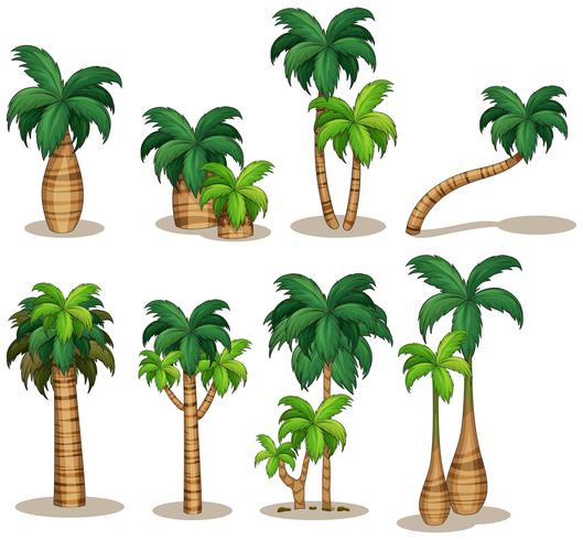 Palm trees vector