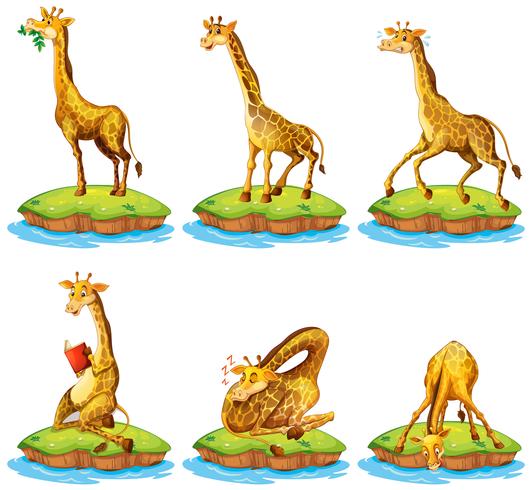 Giraffes in different actions on island vector