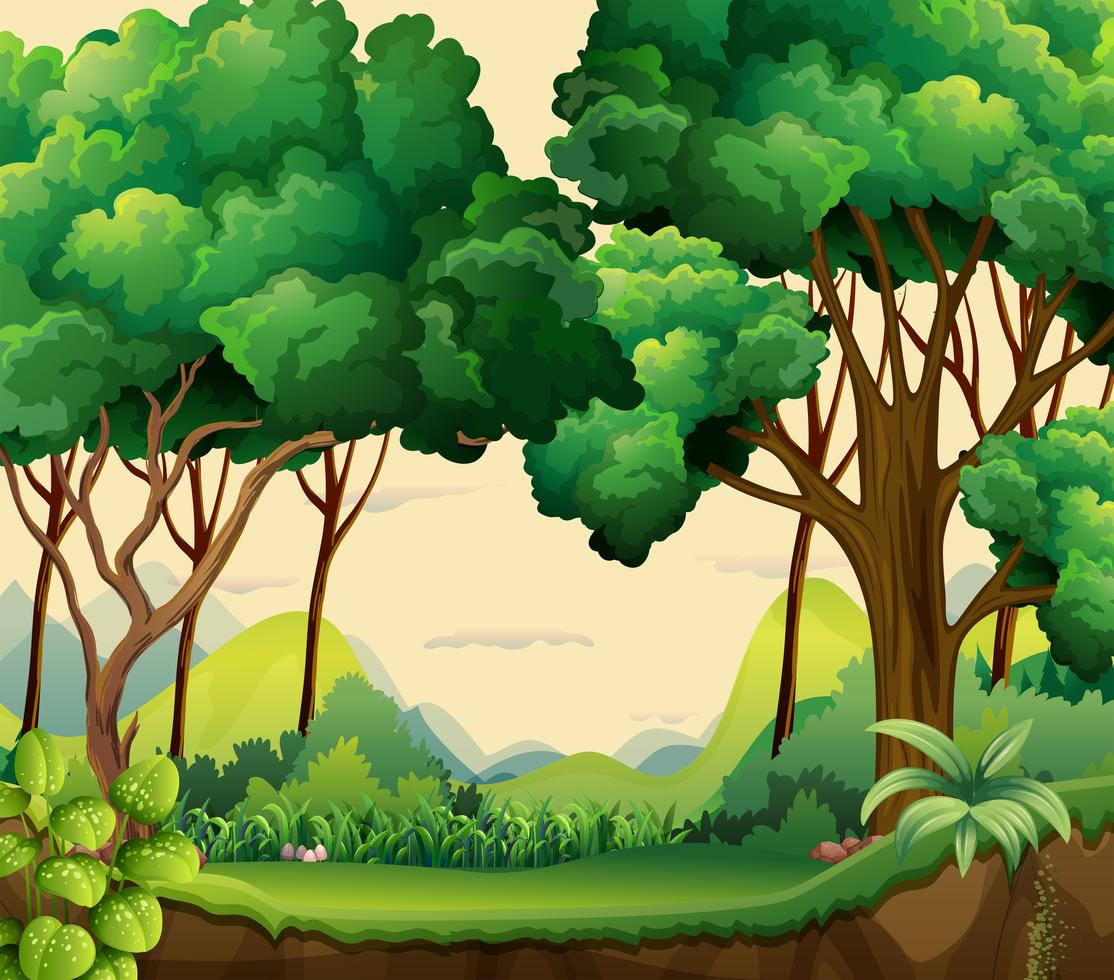 Forest 431914 Vector Art at Vecteezy