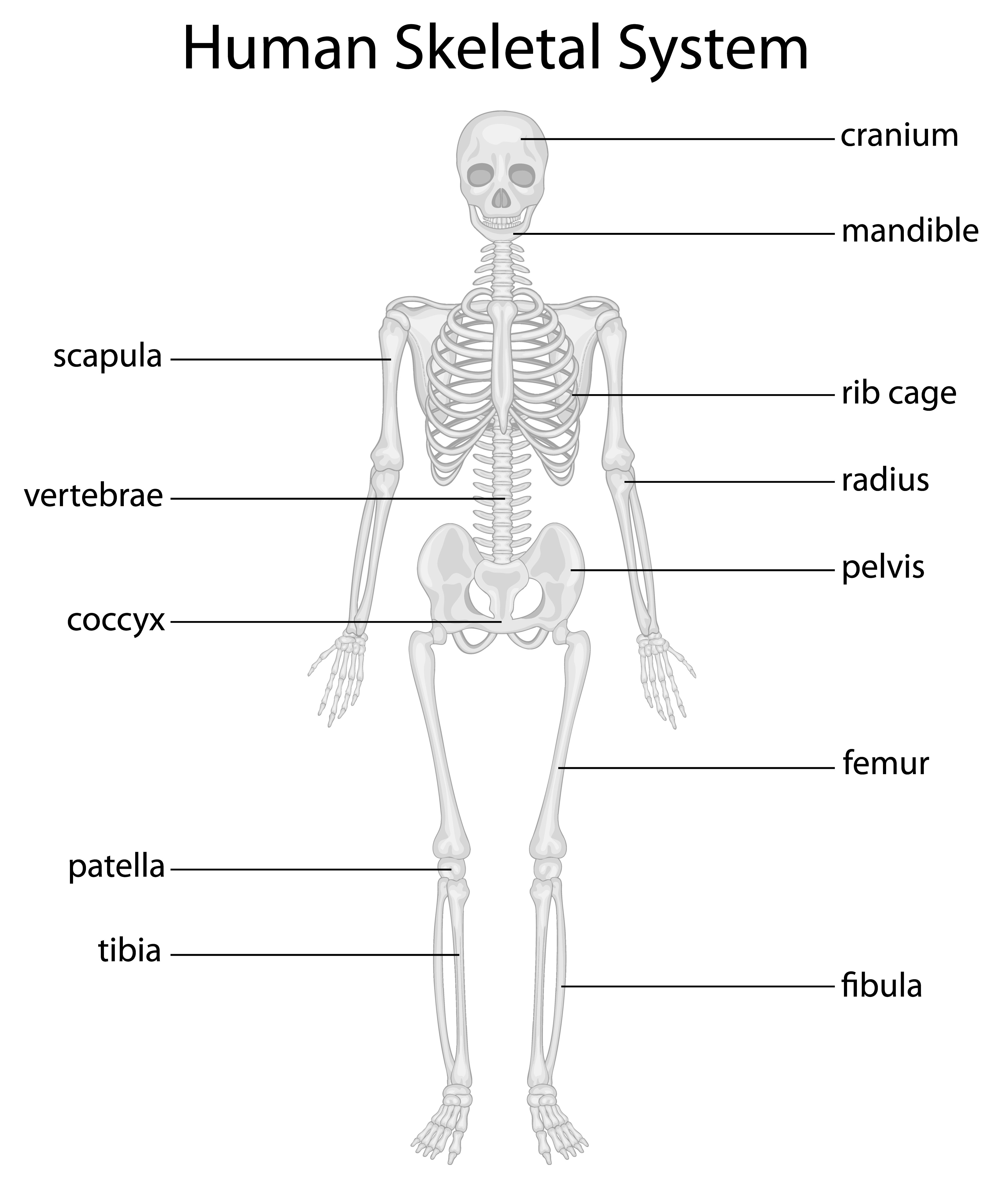Skeletal system 22 Vector Art at Vecteezy Pertaining To Skeletal System Worksheet Pdf