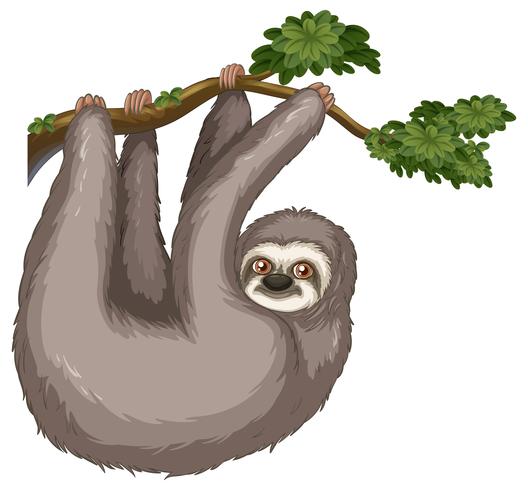 Sloth vector