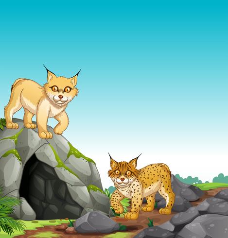 Two tigers living in the cave vector