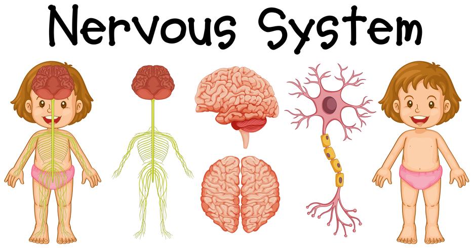 Nervous system of little girl vector