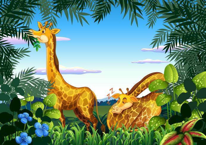 Giraffe in the nature vector